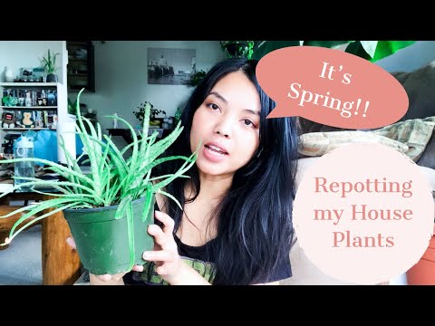 Life in March | Meet my Indoor Plant Oasis! | Spring Cleaning | Diary (3)