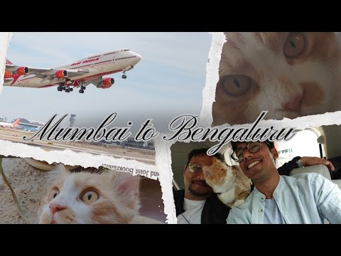 Leo’s First Flight on Air India! 🐾✨ Traveling Mumbai to Bangalore Together”