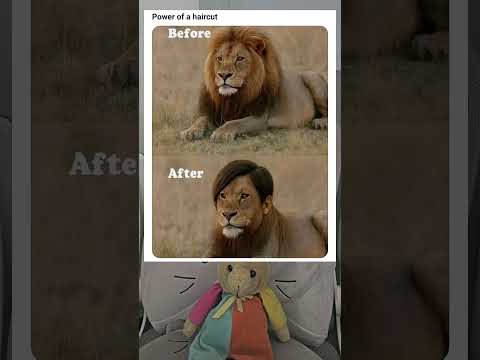 🦁 X 🤵‍♂, Haircut please #jokes #funnyvideo #funny #lion #hairstyle #hair #memes