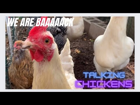 Chickens digging for worms 🐛 while talking to me
