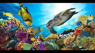 Ocean Colors:  A Journey with Sea Creatures | Relaxation Movie | W3schools