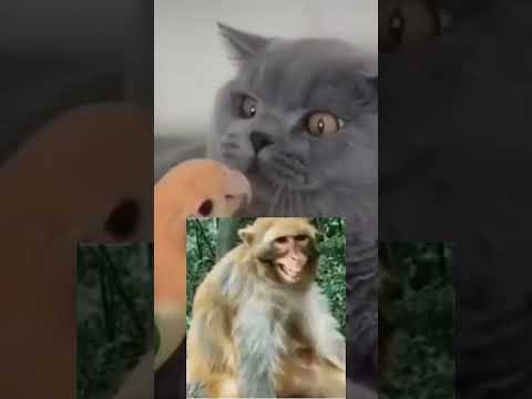 Animals Comedy😁😅😁Hilarious #shorts #funnyshorts #funnyanimals #animalshorts