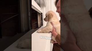 This puppy is excited about his new neighbor ❤️