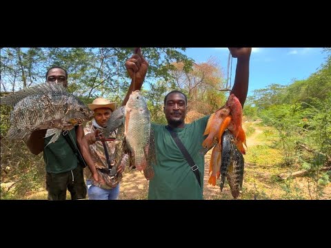 Slingshot Spearfishing vs hand lined epic hunting catch and cook