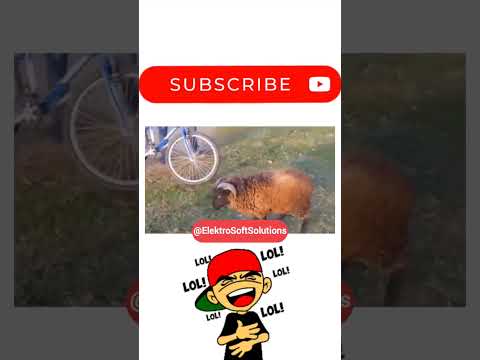 Angry Sheep #ytshorts #ytshort #shorts #short