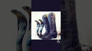 funnytutorial#funny #funny videos#funny old#funny new