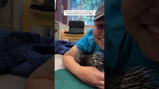 Adopted and cared for the orphaned porcupine #porcupine #shortsvideo #wildliferescue #animalshorts