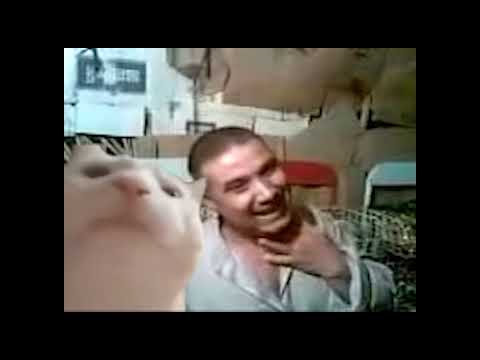 Cat vibe to arabic autotune