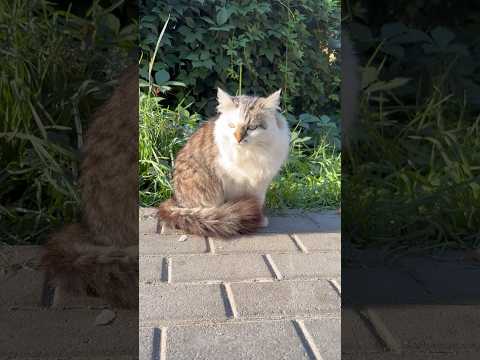 Nice cat🐈. Гарний котик. #cat #cats #кіт #котики