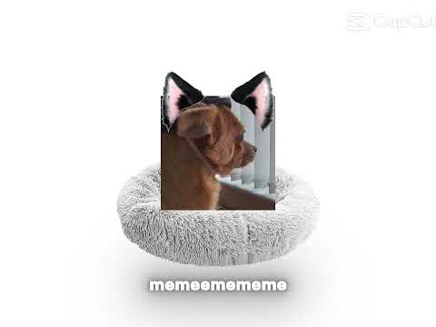 Ron and Ralph if they where cats 😸