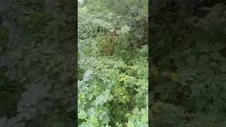 save the nature save the life 🧬.        #original #natural #savethenature   #saythetruth