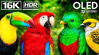 FEATHERS & DREAMS: Birds Of The World OLED Demo HDR 8K UHD 12K VIDEO Ultra HD Dolby Vision™ 60fps