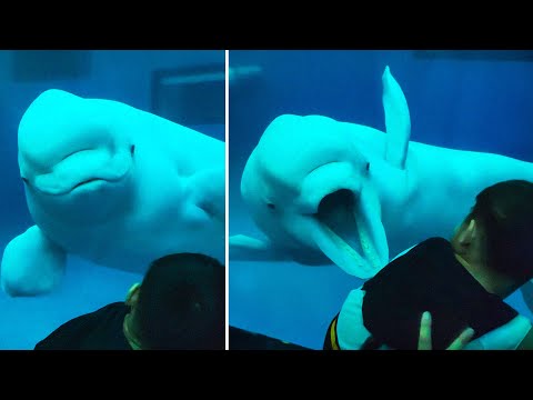 This Beluga Whale Doesn't Like Kids