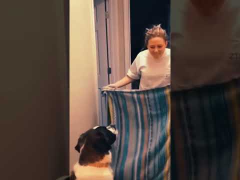 "Prank backfires! 😂🐶"#PrankGoneWrong #DogLovers #FunnyMoments #PrankFails #shortvideo