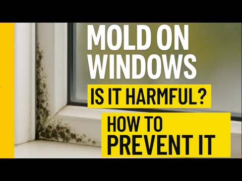 Mold on Windows - Is It Harmful and How to Prevent It?