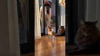 #PetFunny #FunnyPets #PetShorts #CuteAndFunny