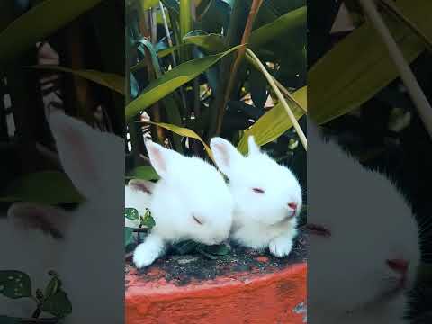 CUTE RABBIT "Adorable Bunny Moments 🐰