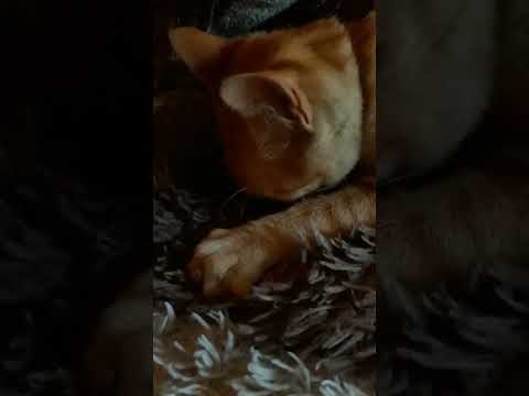 cutie kitten missed mommy