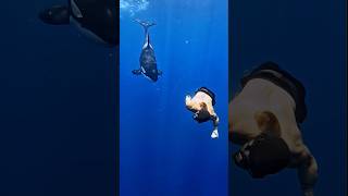 Sacred and Surreal — Heartfelt Moments Under the Sea#OceanMagic #UnderwaterLove #MarineLifeMoments