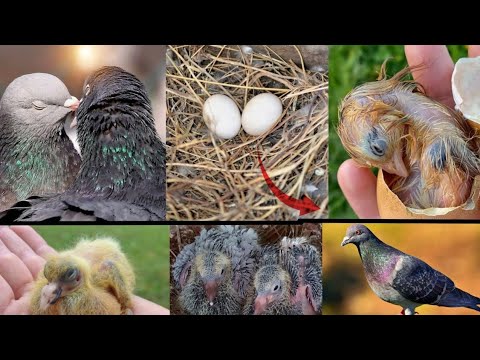 First the pigeons built a nest and then laid the eggs after 18 days the chicks hatchback