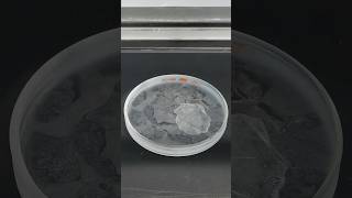 Freezing liquid nitrogen solid