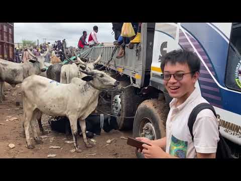 Live In Buipe Livestock Market 