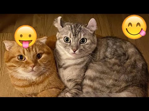 Funniest Animals 😄 New Funny Cats and Dogs Videos 😹🐶2025 part3
