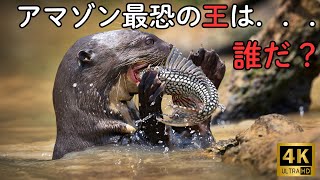 アマゾン野生の王｜最後の捕食者は誰だ？