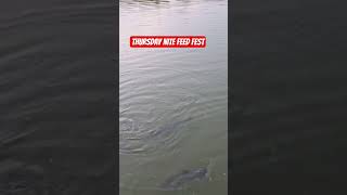 Happy "Cats" #fishingfun #catfish chow