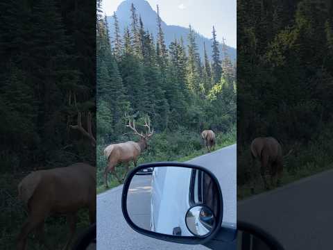 The beautiful #wildlife of #jaspernationalpark in #Canada 🇨🇦