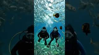 The Ocean's Most Majestic Sight: Swimming in a Fish Vortex #FishVortex #OceanMagic #MarineLife