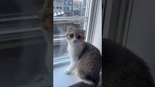 Sorry Phoebe 😹 #catvideos #cat #catproblems #funny #catlover #catlife #catmom