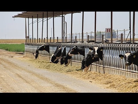 Roadside MBA: Product Differentiation at Rosa Brothers Milk Company