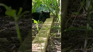#catcontent #oreo #famouscat #delightful #cat #life #peace #garden #shadow