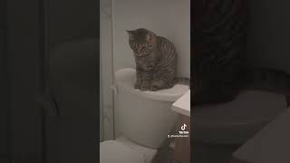 #catgram #cat #funnycats #kittensofinstagram #funnypets
