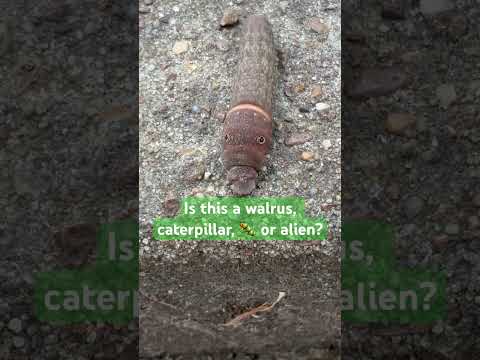 Help me identify this creature…