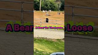 a Bear On The Loose#bear  #wildlife#animals