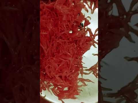 এর নাম কি ? যে কেউ উত্তর দিতে পারবে আমি তাকে এটি দেব #foodie #food #testy #games #youtubeshorts