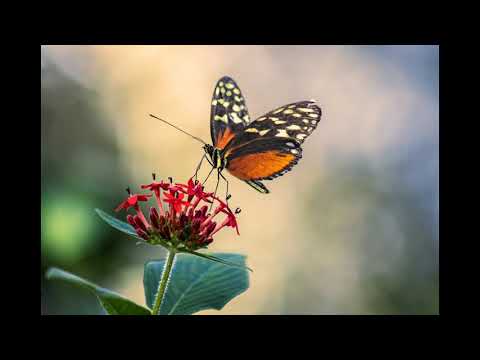 Deep Sound Sleep Music for 1 Hours | Relax Massage Music, Yoga Music for Healing