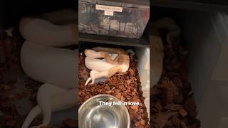 Banana cinnamon pied ball python breeding 🤩 #ballpython #piebald #ballpythonbreeder #snake