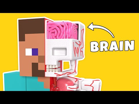 I explored the INSIDE of STEVE