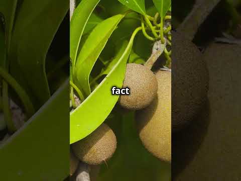 Discover the Sweetness of Sapota! #SapotaFacts #Chikoo #TropicalFruits #HealthyEating #Eatwise