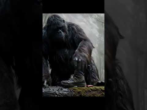 Bigfoot's Evidence Auteur #bigfoot #bigfootwitness #ai