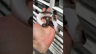 Axanthick vpi Pied female 😎👍 she have New home🏘️ #viralvideo #shorts