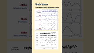Brain Waves #ai #education #eeg #alphawaves #betawaves #brain #bci #SimplifiedAI-Tephi