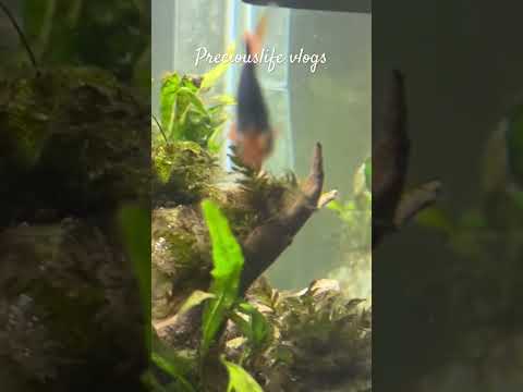 My shrimp playing around #amanoshrimp #aquascaping #aquarium #fishtank