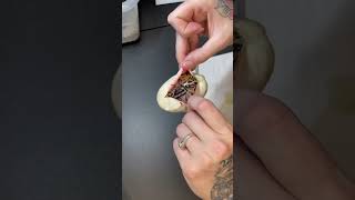 #reptilesofyoutube #babyballpython #scales #egg #babysnake #beautifulanimal #thatshowweroll