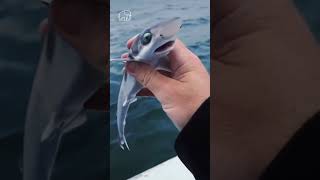 Animal Glow Up! From Tiny Pets to Majestic Creatures 🔥