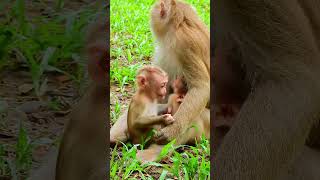 A Monkey's Tale: Love, Laughter, and Learning#42 #short #macaque #cute #monkeybehaviours