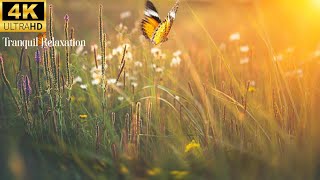 Relaxing Guitar Music Peaceful Study Sessions with Calming Background | 4K Nature Relaxation Film